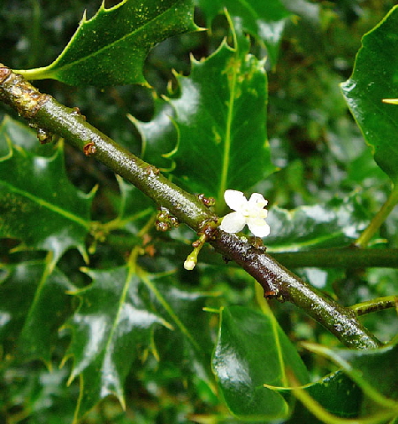Europische Stechpalme (Ilex aquifolium) 2012-08-25 Zetel, Neuenburger Urwald, Spolsener Moor 065