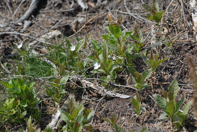 Europischer Siebenstern (Trientalis europaea Juni 09 Hoher Vogelsberg... Hochmoor 278