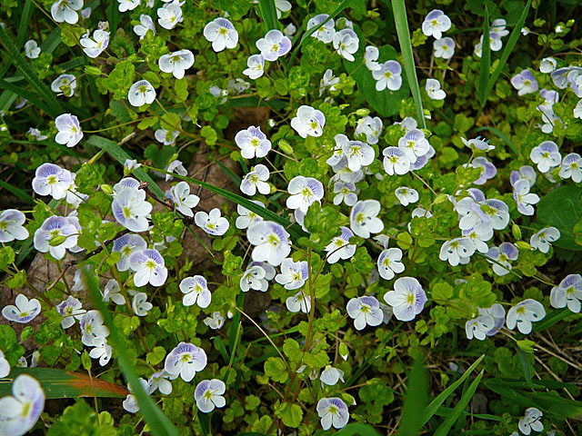 Faden-Ehrenpreis (Veronica filiformis) Mai  2012 Alpen Ammergebirge, Grasnang 086