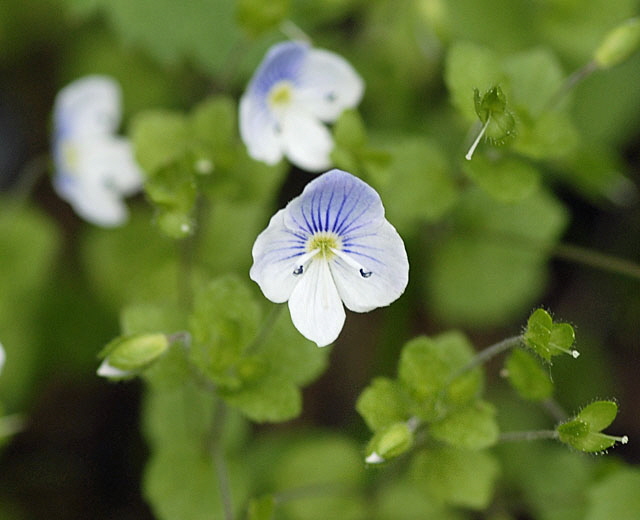 Faden-Ehrenpreis (Veronica filiformis) Mai  2012 Ammergebirge, Grasnang NIKON 122