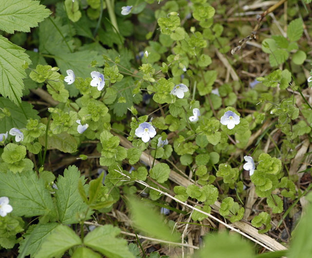 Faden-Ehrenpreis (Veronica filiformis) Mai  2012 Ammergebirge, Grasnang NIKON 123
