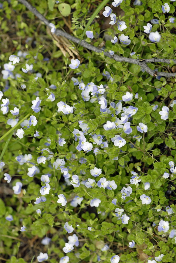 Faden-Ehrenpreis (Veronica filiformis) Mai  2012 Ammergebirge, Grasnang NIKON 132