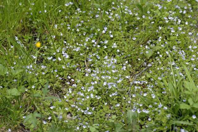 Faden-Ehrenpreis (Veronica filiformis) Mai  2012 Ammergebirge, Grasnang NIKON 133