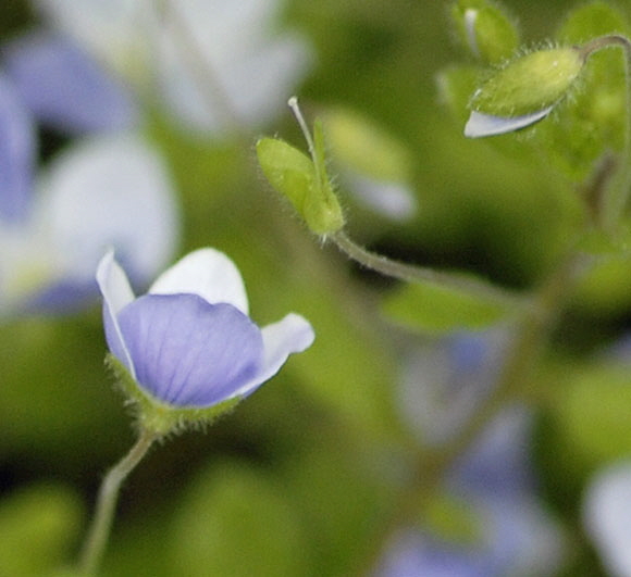 Faden-Ehrenpreis (Veronica filiformis) Mai  2012 Ammergebirge, Grasnang NIKON 134