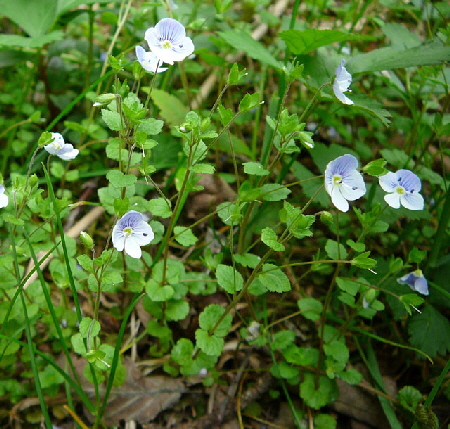 Faden-Ehrenpreis (Veronica filiformis) Mai 2012 Alpen Ammergebirge, Grasnang 080