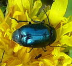 Fallkfer 2 (Cryptocephalus spec.) kl