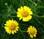 Frberkamille Anthemis tinctoria kl.