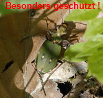 Feld-Sandlaufkfer (Cicindela campestris) 2 kl.