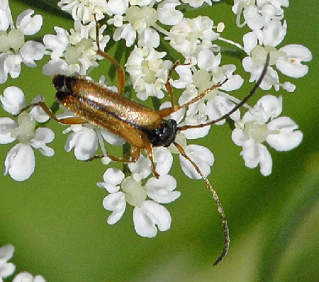 Feldahorn-Bock Alosterna tabacicolor Mai 2012 Pfalz und Elsaß Nordvogesen NIKON 002b Feldahorn-Bock Alosterna tabacicolor Mai 2012 Pfalz und Elsaß Nordvogesen NIKON 002b
