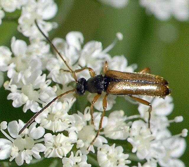 Feldahorn-Bock Alosterna tabacicolor Mai 2012 Pfalz und Elsa Nordvogesen NIKON 008b