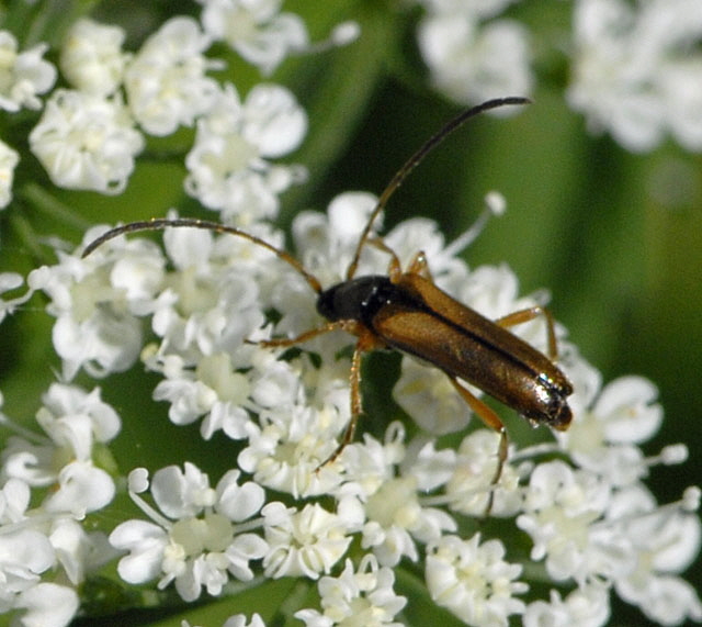 Feldahorn-Bock Alosterna tabacicolor Mai 2012 Pfalz und Elsa Nordvogesen NIKON 009d