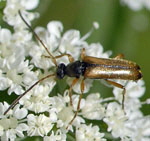 Feldahorn-Bock Alosterna tabacicolor kl.