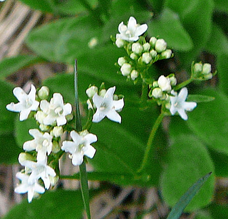 Felsen-Baldrian (Valeriana saxatilis) Mai  2012 Alpen Ammergebirge, Grasnang 139a