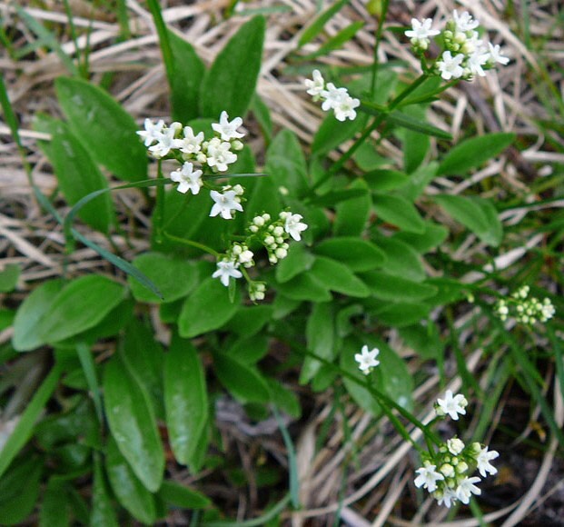 Felsen-Baldrian (Valeriana saxatilis) Mai 2012 Alpen Ammergebirge, Grasnang 139