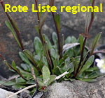 Felsen-Kugelschtchen (Kernera saxatilis) 1 kl.