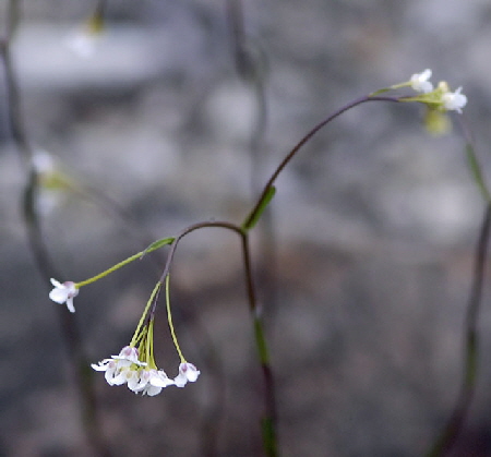 Felsen-Kugelschtchen (Kernera saxatilis) Mai  2012 Ammergebirge, Grasnang NIKON 215