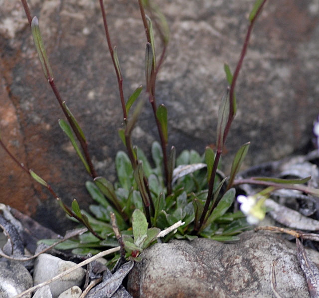 Felsen-Kugelschtchen (Kernera saxatilis) Mai  2012 Ammergebirge, Grasnang NIKON 216