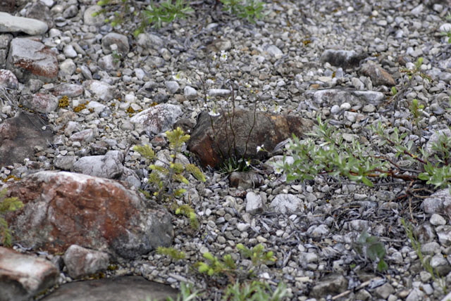 Felsen-Kugelschtchen (Kernera saxatilis) Mai  2012 Ammergebirge, Grasnang NIKON 217