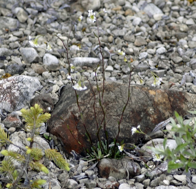 Felsen-Kugelschtchen (Kernera saxatilis) Mai 2012 Ammergebirge, Grasnang NIKON 217a