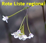 Felsen-Kugelschtchen (Kernera saxatilis) kl.