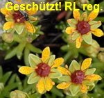 Fetthennen-Steinbrech rot kl.