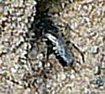 Fliegenspiewespe (Oxybelus spec.) kl.