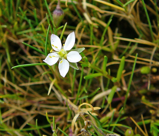 Flgelsamige Schuppenmiere (Spergularia media)  2011-08-21 Skt.Peter-Ording 027