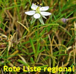 Flgelsamige Schuppenmiere (Spergularia media)  wei kl.