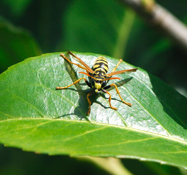 Franzsische Feldwespe Polistes dominula (frher P.gallicus) April 2010 Huett Blumen Insekten_NIKON 047