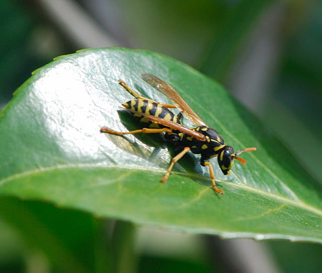 Franzsische Feldwespe Polistes dominula (frher P.gallicus) April  2010 Huett Blumen Insekten_NIKON 046