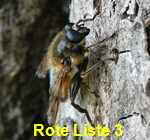 Frhe Bienenschwebfliege  Brachypalpus valgus 2 kl.