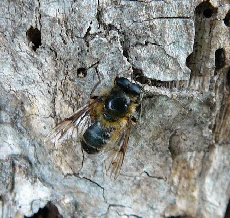 Frhe Bienenschwebfliege  Brachypalpus valgus 2012-05-12 Oberlaudenbach Orchideen +Insekten 002
