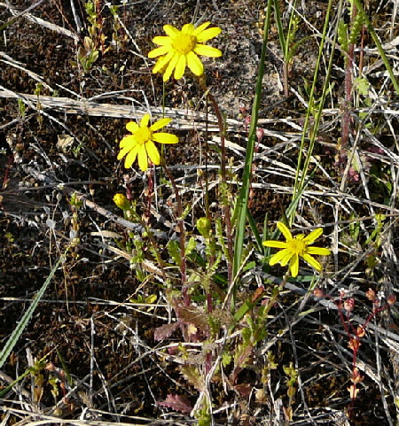 Frhlings-Greiskraut (Senecio vernalis) April 2010 Viernheimer Heide + Garten 081a