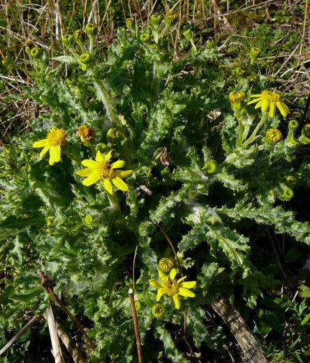 Frhlings-Greiskraut April 2008 Httenfeld Aqudukt & Blumen 044