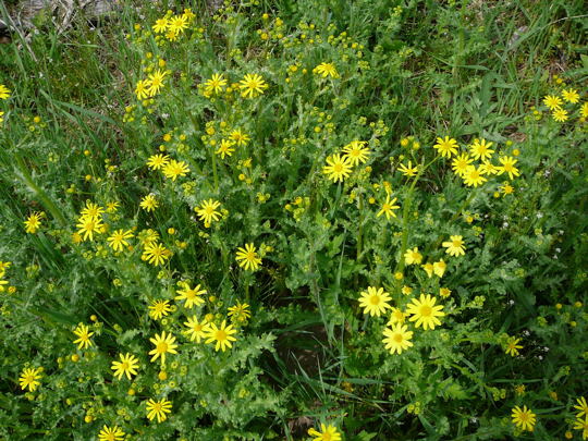 Frhlings-Greiskraut April 2008 Wildblumen Huettenfeld 055