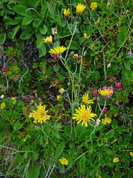 Gabeliges Wald-Habichtskraut Hieracium murorum-bifidum agg.  9.7.2011 Allgu Alpen Fellhorn Oberstdorf-Faistenoy 107