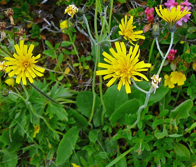 Gabeliges Wald-Habichtskraut Hieracium murorum-bifidum agg.  9.7.2011 Allgu Alpen Fellhorn Oberstdorf-Faistenoy 107a