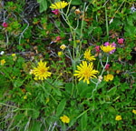 Gabeliges Wald-Habichtskraut Hieracium murorum-bifidum agg. kl.