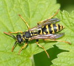 Gallische Feldwespe kl.2