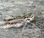 Gefleckte Keulenschrecke (Myrmeleotettix maculatus) Weibchen kl.