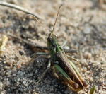 Gefleckte Keulenschrecke (Myrmeleotettix maculatus) kl.