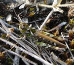 Gefleckte Keulenschrecke Myrmeleotettix maculatus 1 kl.