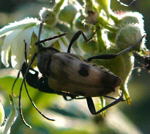 Gefleckter Bltenbock (Pachytodes cerambyciformis) kl.