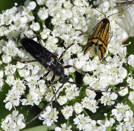 Gefleckter Halsbock (Anoplodera sexguttata) Mai 2012 Pfalz und Elsaß Nordvogesen NIKON 001a Gefleckter Halsbock (Anoplodera sexguttata) Mai 2012 Pfalz und Elsaß Nordvogesen NIKON 001a