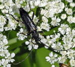 Gefleckter Halsbock (Anoplodera sexguttata) kl.