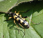 Gefleckter Schmalbock 2 kl