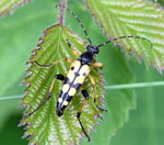 Gefleckter Schmalbock 3 kl.