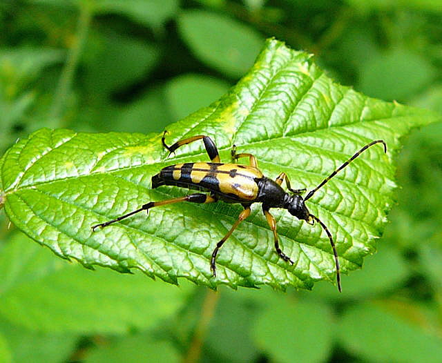 Gefleckter Schmalbock Leptura maculata Juni 2010 Viernheimer Wald bei Httenfeld Schmetterlinge 008