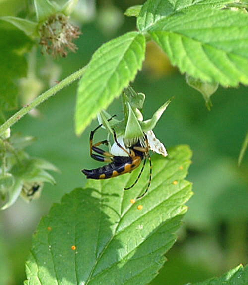 Gefleckter Schmalbock Leptura maculata Mai 09 Htt Mlldepnie u.Viernheimer Wald 128