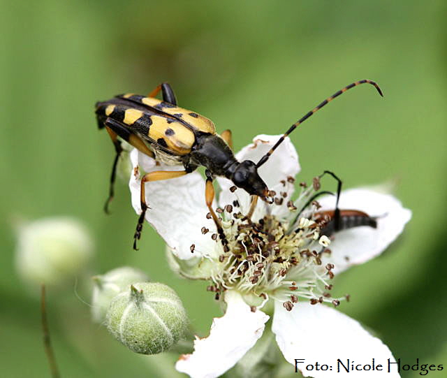 Gefleckter Schmalbock neu-FeldwegWaldrandLorscherSee-01.06.09-3-N